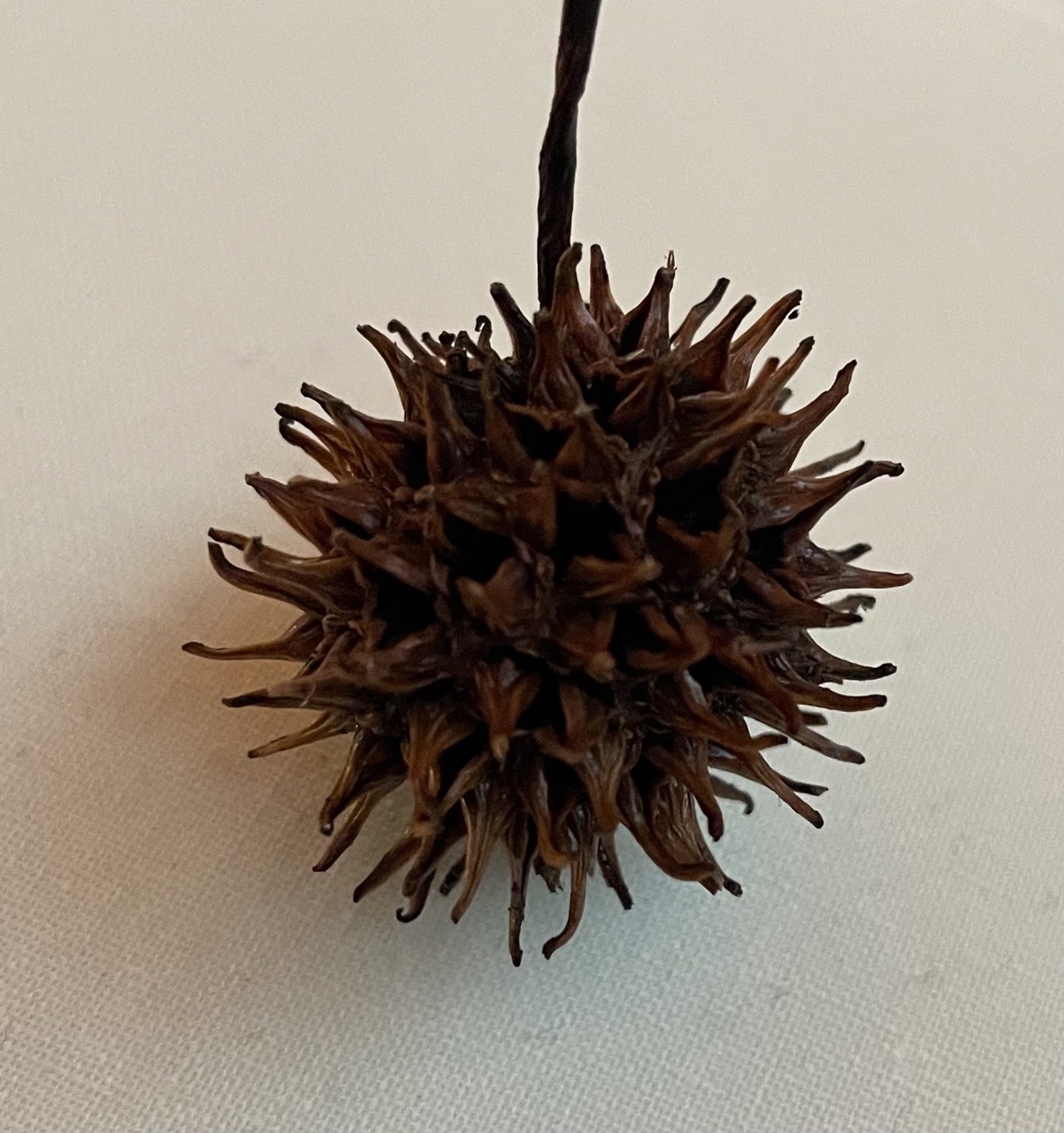 Sweetgum seed